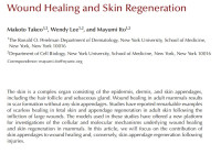 Image of Wound Healing and Skin Regeneration